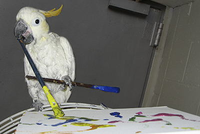 Bobby, Citron Cockatoo, creating an abstract painting using his beak and foot to hold two paint brushes