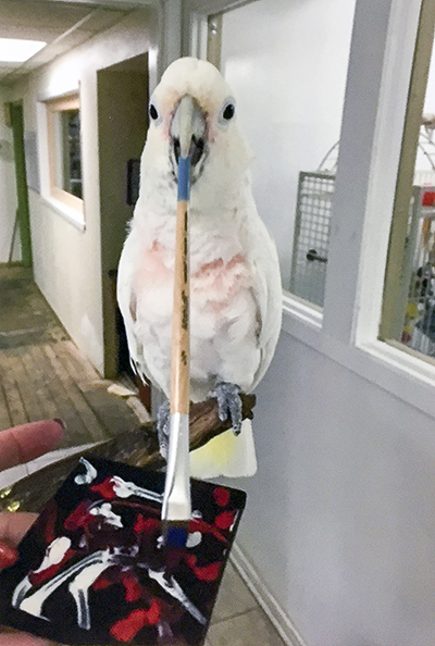 A Goffin's Cockatoo holding a paint brush in her beak, adding paint to an abstract black, red, and white painting