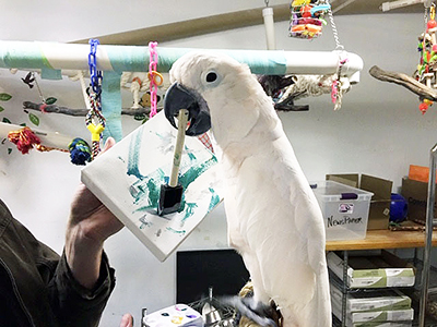 A Moluccan Cockatoo holding the handle of a painting sponge in his mouth, the sponge touching an abstract painting