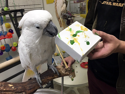 An Umbrella Cockatoo, perched on a wood branch on a stand, holding the corner of an abstract painting featuring green and gold paint