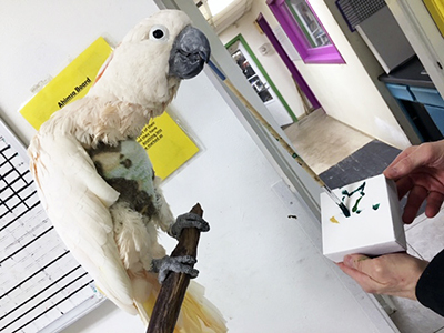 A Moluccan Cockatoo leaning forward from a tree stand, holding a paintbrush in his beak, applying paint to a small abstract painting.