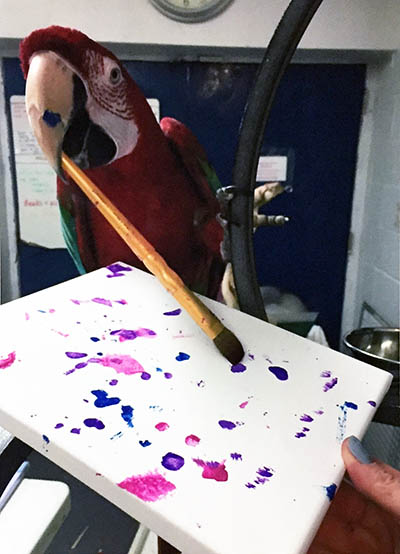 Photo of Apollo, Green-Winged Macaw, Creating Painting 2016-01
