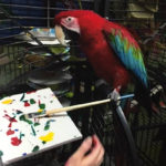 Photo of Apollo, Green-Winged Macaw, Creating Painting 2016-02