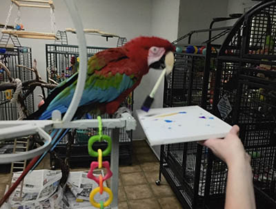 Photo of Apollo, Green-Winged Macaw, Creating Painting 2016-03