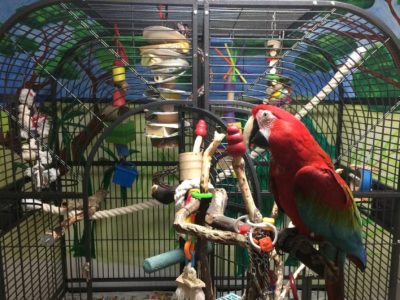 A Green-Winged Macaw on a tree stand in front of a large parrot cage. Apollo was returned to MAARS when his caretaker became ill.
