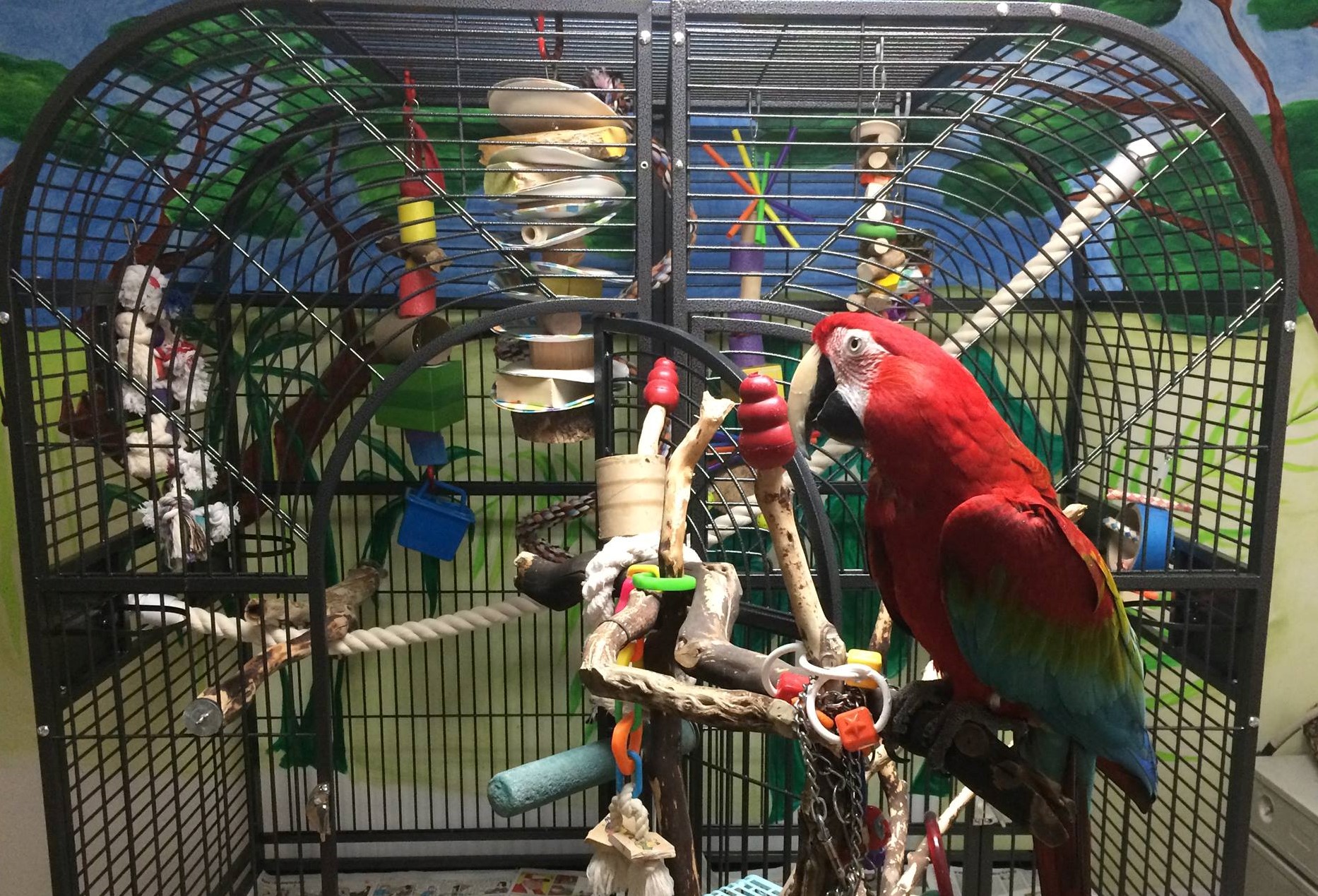 A Green-Winged Macaw on a tree stand in front of a large parrot cage. Apollo was returned to MAARS when his caretaker became ill.