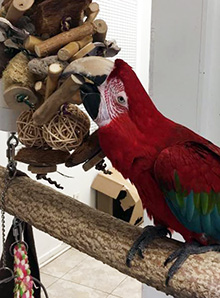Apollo, Green-Winged Macaw