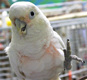 Bizzy, Goffin's Cockatoo