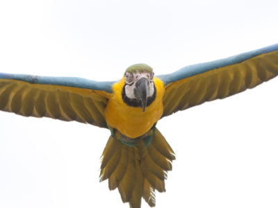 Blue & Gold Macaw in flight on white background
