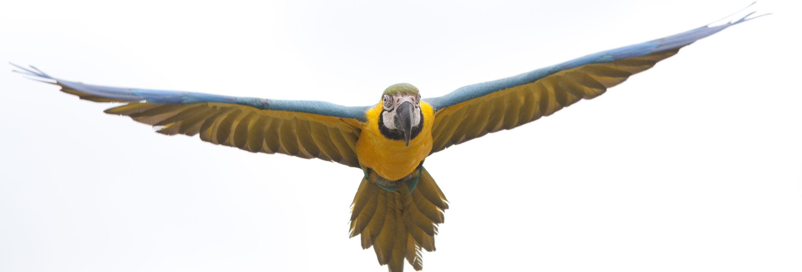 Blue & Gold Macaw in flight on white background