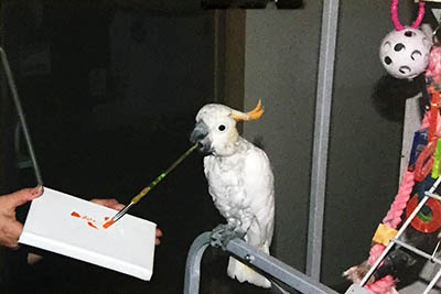 Photo of Bobby, Citron Cockatoo, Creating Painting 2013-02