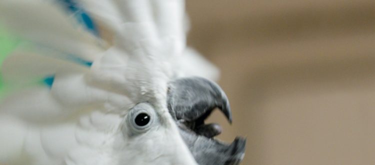 Photo of Bongo Bob, Umbrella Cockatoo