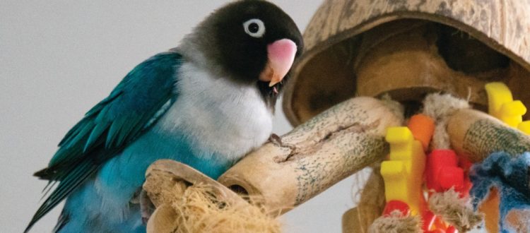Photo of Lexi, Black-Masked Lovebird