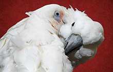Photo of Oscar & Bogie, Umbrella and Bare-Eyed Cockatoos