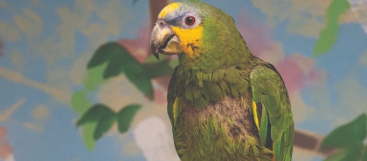 Photo of Pippen, Orange-Winged Amazon