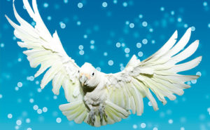 Sully, Goffin's Cockatoo