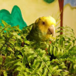Bebe, Double Yellow-Headed Amazon