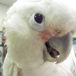 Bizzy, Goffin's Cockatoo