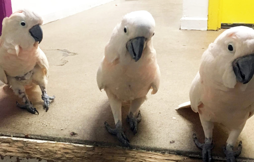Miranda, Philippe, and Harry, Moluccan Cockatoos