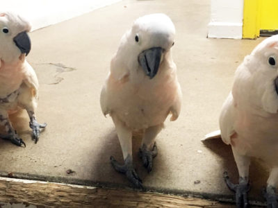 Miranda, Philippe, and Harry, Moluccan Cockatoos