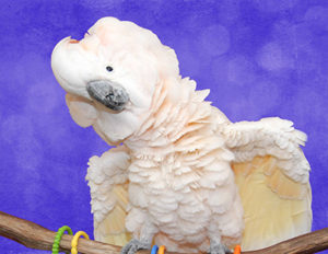 Cowboy, Moluccan Cockatoo