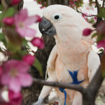 Harpo, Moluccan Cockatoo
