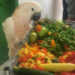 Harpo, Moluccan Cockatoo