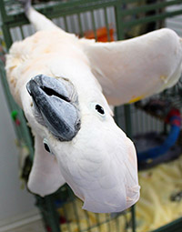 Philippe, Moluccan Cockatoo