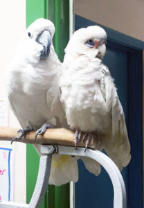 Photo of Oscar & Bogie, Umbrella and Bare-Eyed Cockatoos