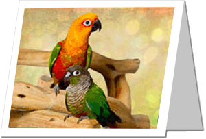 Bubbles and Sake, Jenday and Green-Cheeked Conures