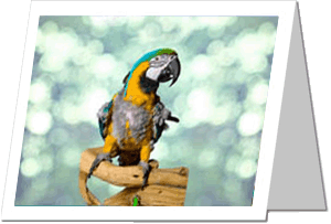 Ola, Blue & Gold Macaw