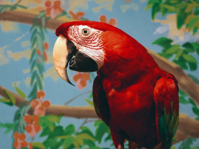 A Green-Winged Macaw parrot sitting on a branch inside with a mural painting of flowers, trees, and sky behind him. Apollo was returned to MAARS when his caretaker became ill.