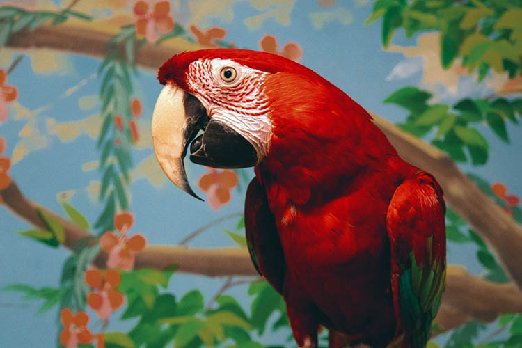 A Green-Winged Macaw parrot sitting on a branch inside with a mural painting of flowers, trees, and sky behind him. Apollo was returned to MAARS when his caretaker became ill.