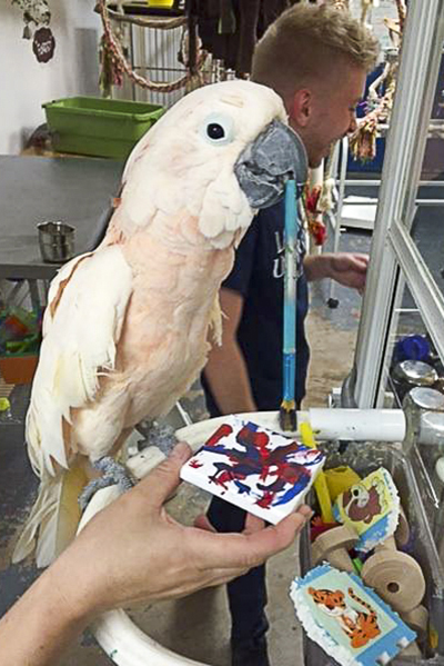 Harpo, Moluccan Cockatoo, creating an abstract painting using his beak to hold the brush