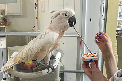 Harpo, Moluccan Cockatoo, creating an abstract painting using his beak to hold the brush