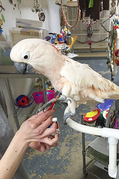 Harpo, Moluccan Cockatoo, creating an abstract painting using his foot to hold the brush
