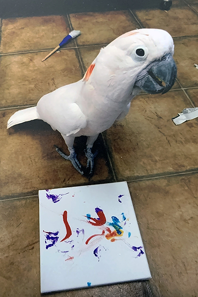 A Moluccan Cockatoo standing on the floor behind an abstract painting on canvas