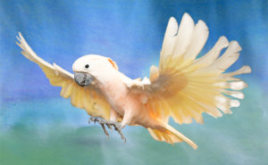 Photo of a moluccan cockatoo, flying with wings outstretched, about to land.