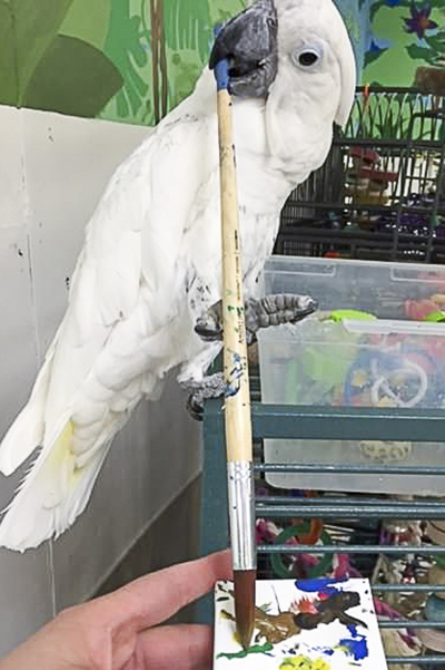 Sputnik, Umbrella Cockatoo, creating an abstract painting using his beak and a foot to hold the brush