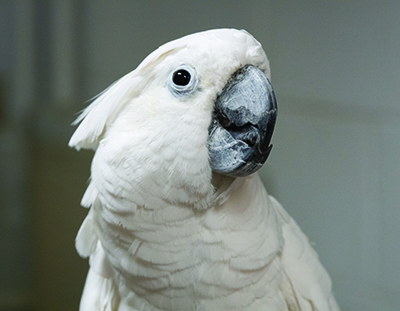 An Umbrella Cockatoo parrot looking slightly above the camera focus. Gus came to MAARS when his caretaker became ill.