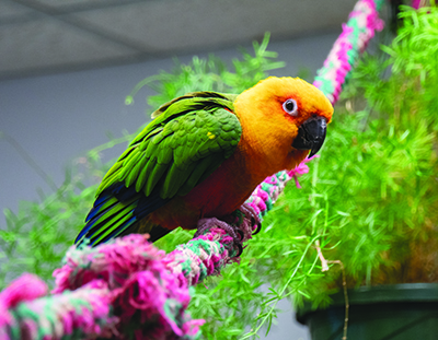 A Jenday Conure parrot sitting on a colorful rope perch with green plant in the background. Rowdy came to MAARS when his caretaker became ill.