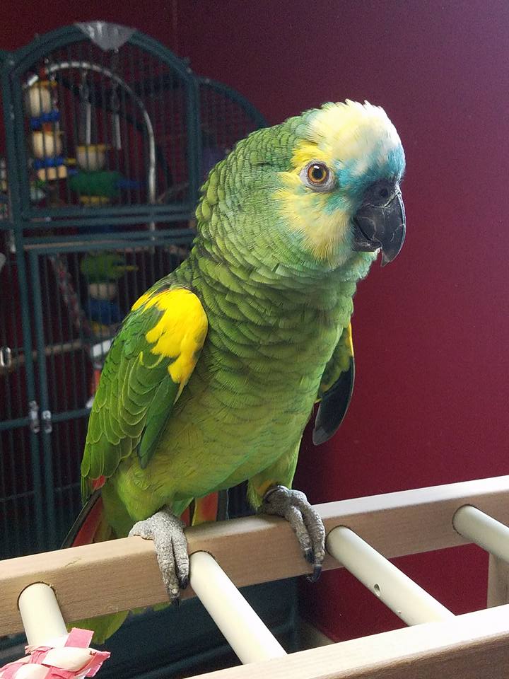 A Blue-Fronted Amazon named Chuck looking directly at the camera while perched on a wooden parrot ladder.