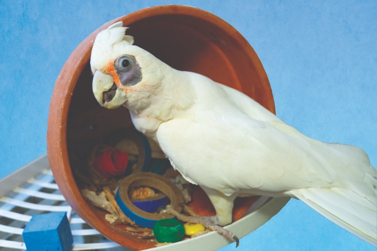 A Bare-Eyed Cockatoo sitting at the edge of a flower pot on its side with parrot toys inside