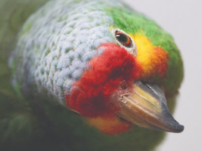 An extremely close-up showing the top of beak and top of head of a Red-Lored Amazon.
