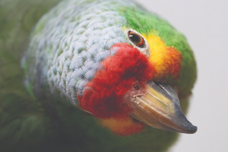 An extremely close-up showing the top of beak and top of head of a Red-Lored Amazon.