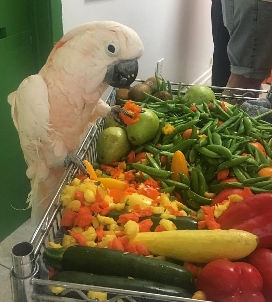 A Moluccan Cockatoo, perched with his right foot on the side of a stainless steel cart full of fresh vegetables, holding a bitten  orange-colored pepper in his left foot. Harpo was surrendered to MAARS from another humane organization who had difficulty with him. 