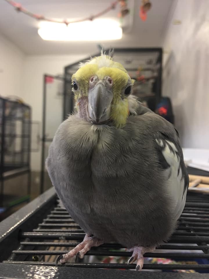A cockatiel, looking straight at the camera sitting on the flat top of a cage with various other cages and perches blurred in the background.