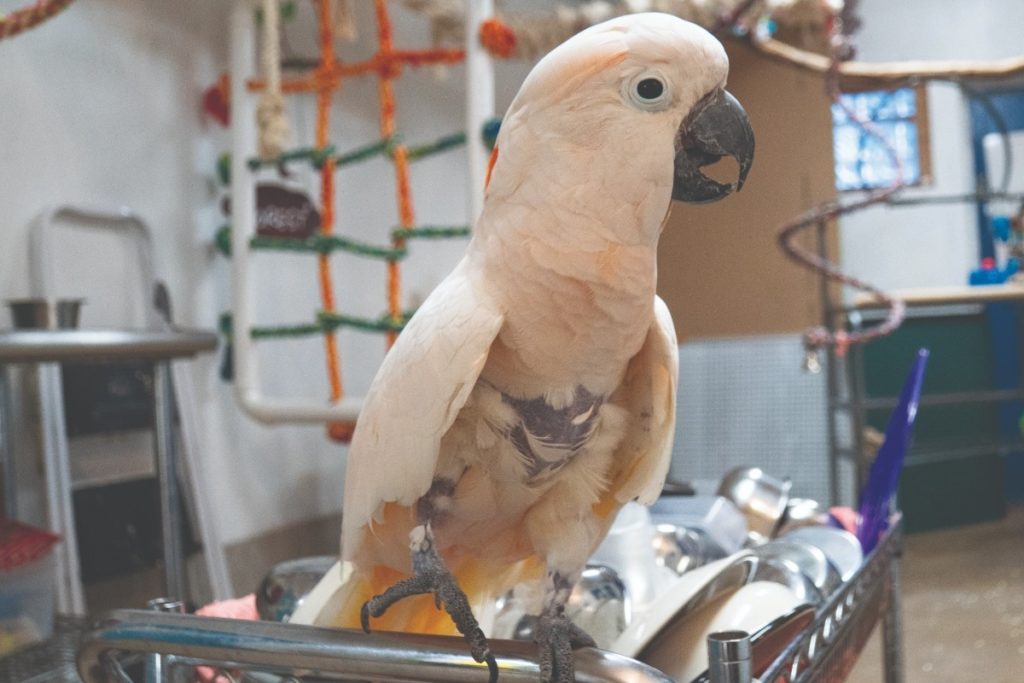 A Moluccan Cockatoo standing on a stainless cart, looking directly at the camera