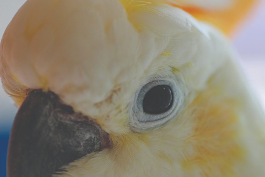 An extreme close-up of the face of a Citron Cockatoo