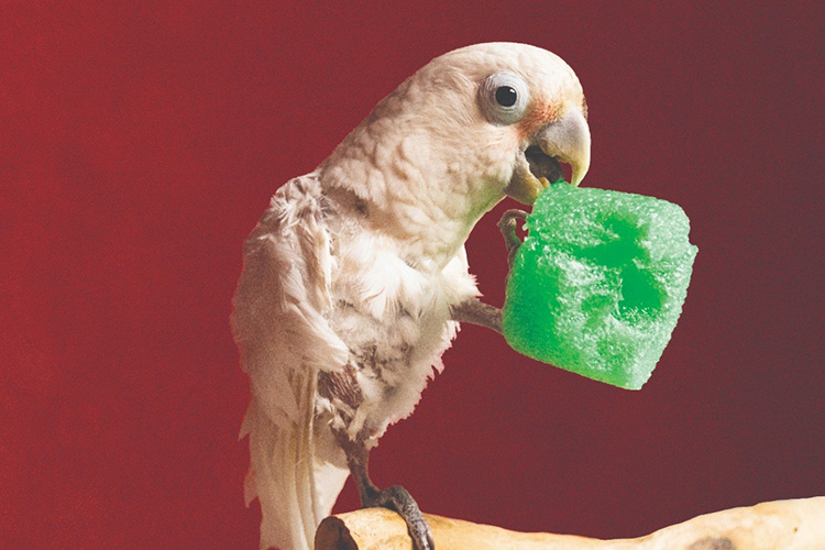 Picture of a small, white cockatoo, holding a chewed-up piece of a foam toy in his beak